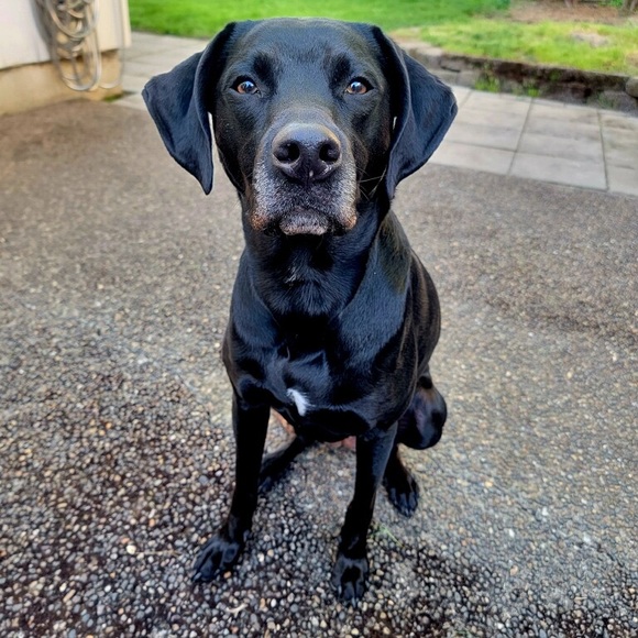 Meet your Posher, Mackenzie - Picture 3 of 3